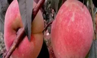 新品种桃苗 新品种桃苗